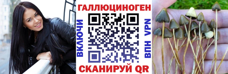 Галлюциногенные грибы Psilocybine cubensis  Североуральск 